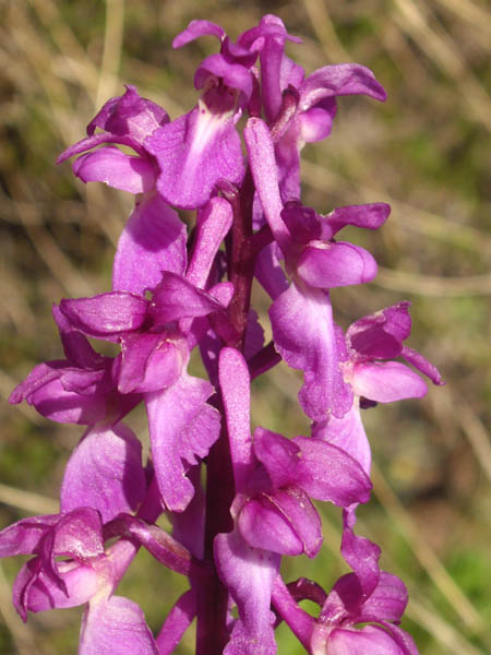 Orchis mascula photo